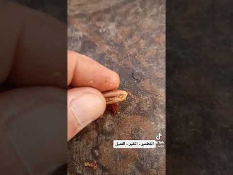 معنى قطمير نقير فتيل البحرين القرآن الكريم تفسير