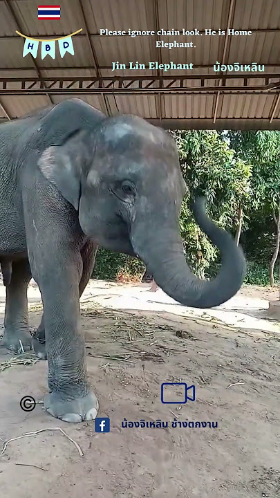 #shorts - Jin lin Elephant & Mom Kaewta Elephant. 🎂HBD. 🎤🎧 If you believe.
