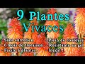 9 plantes vivaces indites sans entretien  de 6 mois de floraison