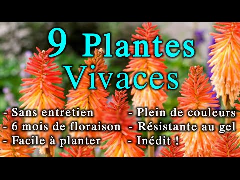 Vidéo: Les plantes vivaces qui aiment la chaleur : des plantes vivaces pour les climats chauds