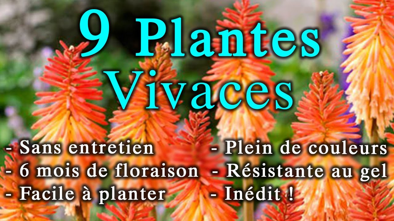 9 Plantes Vivaces Inédites SANS Entretien + de 6 mois de Floraison