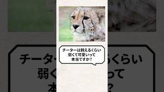 Q：チーターは飼えるくらい弱くて可愛いって本当？ #猫 #チーター #ネコ #ねこ