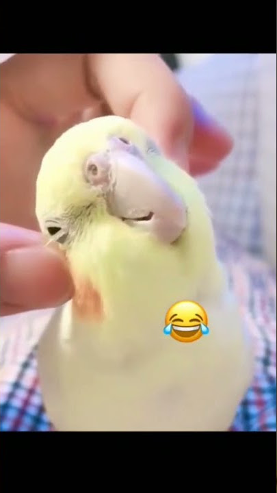 #shorts | The Cutest,funniest, sexiest and lovelyist Parrot Reaction..