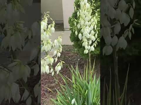 Adams Needle Yucca