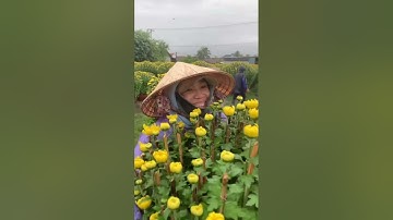 Hoa Cúc Đại Đóa Tết 2025 Khánh Hòa A NHÀN TAM SƯ Chậu D1M2 1M 85 60 Video Mặt Hoa Năm 2022 2023