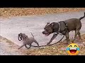 Funny and cute BABY ANIMAL videos in families KiKi that love animals