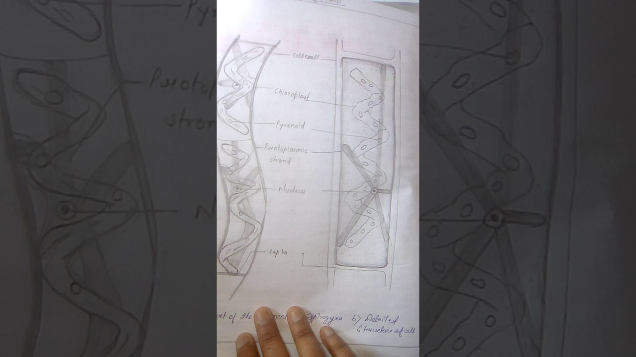 practical notebook of biology youtube