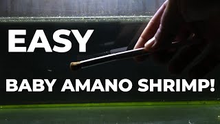 Breeding Amano Shrimp - Easy Low Tech Method For Transferring Babies To Saltwater   Bonus Feeding