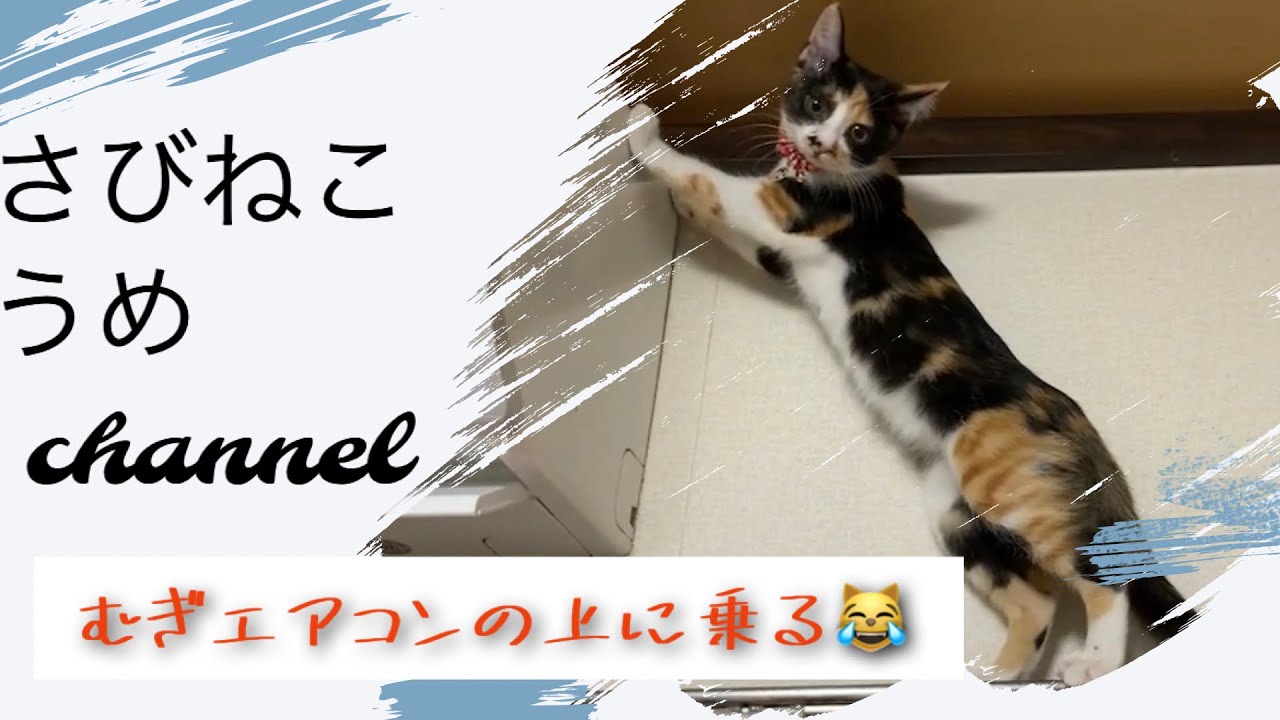 エアコンの上に乗った猫はこんな感じです 笑 Youtube