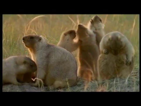 Wideo: Rezerwat Korgalzhyn: opis, lokalizacja, flora i fauna