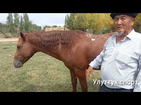 Video: Бардык доорлордун жана элдердин эң мыкты мультфильми 