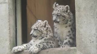 ユキヒョウの子　屋内と屋外へ Snow Leopard　2017 0906