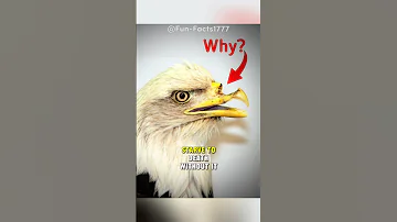 Why Eagles Break Their Beaks #shorts #animals #animalfacts