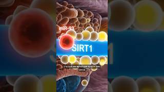 Vitamin B3 can treat fatty liver disease! #didyouknow