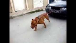 كلب بيتبول يجر سيارة, Bitboul - YouTube