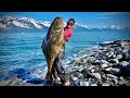 Giant Alaskan HALIBUT on a RENTAL boat! {Catch Clean Cook} my biggest EVER