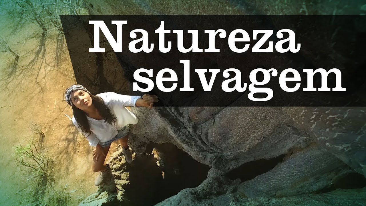 Momentos incríveis da natureza selvagem  |  App Canal OFF