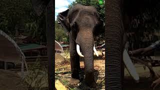 ආදරණය මහන