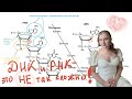ДНК и РНК — строение и функции — Химия клетки, часть 3