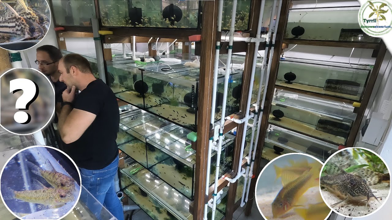 15 000 litrów, duża hodowla akwarystyczna. #kirys #piekęgnice #akwarium  #akwarystyka #kosmo