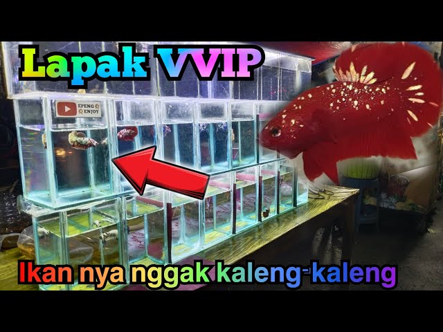 Lapak ikan cupang pinggir jalan VVIP...Ajib-ajib👍 class=