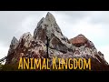 Going To Disney's Animal Kingdom