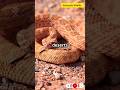 The Western Diamondback Rattlesnake #shorts #ytshorts #trending #statesidewildlife