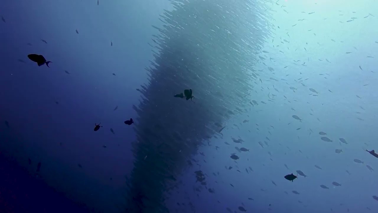 Dive Big fish Country Channel, Maratua, Indonesia 250705 2