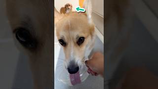 夏の楽しみといえばコレ！#コーギー #corgi