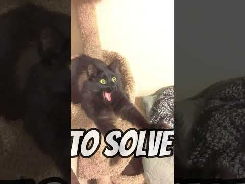 Video: Vai kaķu murrāšanai ir dziedināšanas spējas?