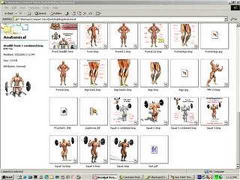 Bodybuilding Anatomy Exercise Chart