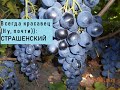 Крупный вкусный виноград - Страшенский 2020