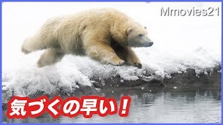 帰ってきたアザラシ　飛び込むホッキョクグマ リラ Seals and Polar Bears