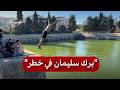 الضفة | هل تفقد "برك سليمان" الأثرية هويتها الفلسطينية؟