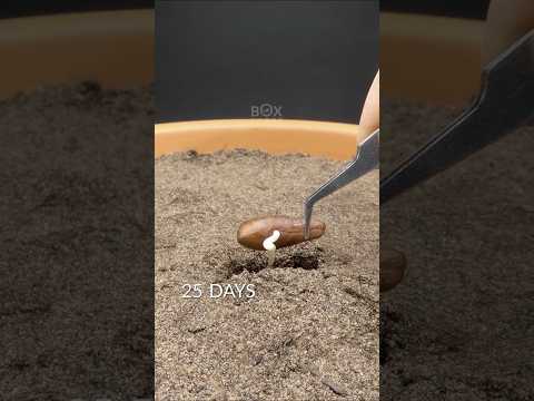 Date Palm Time-lapse