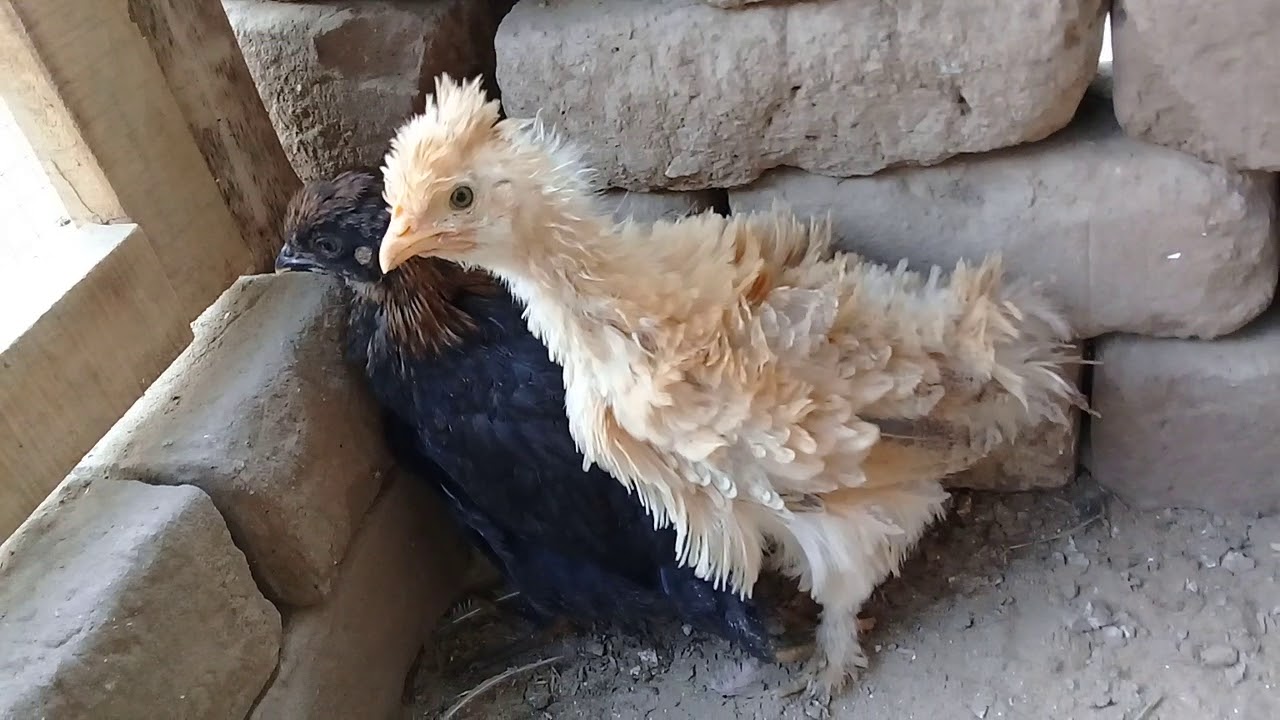 sombra ética Descongelar, descongelar, descongelar heladas gallinas de