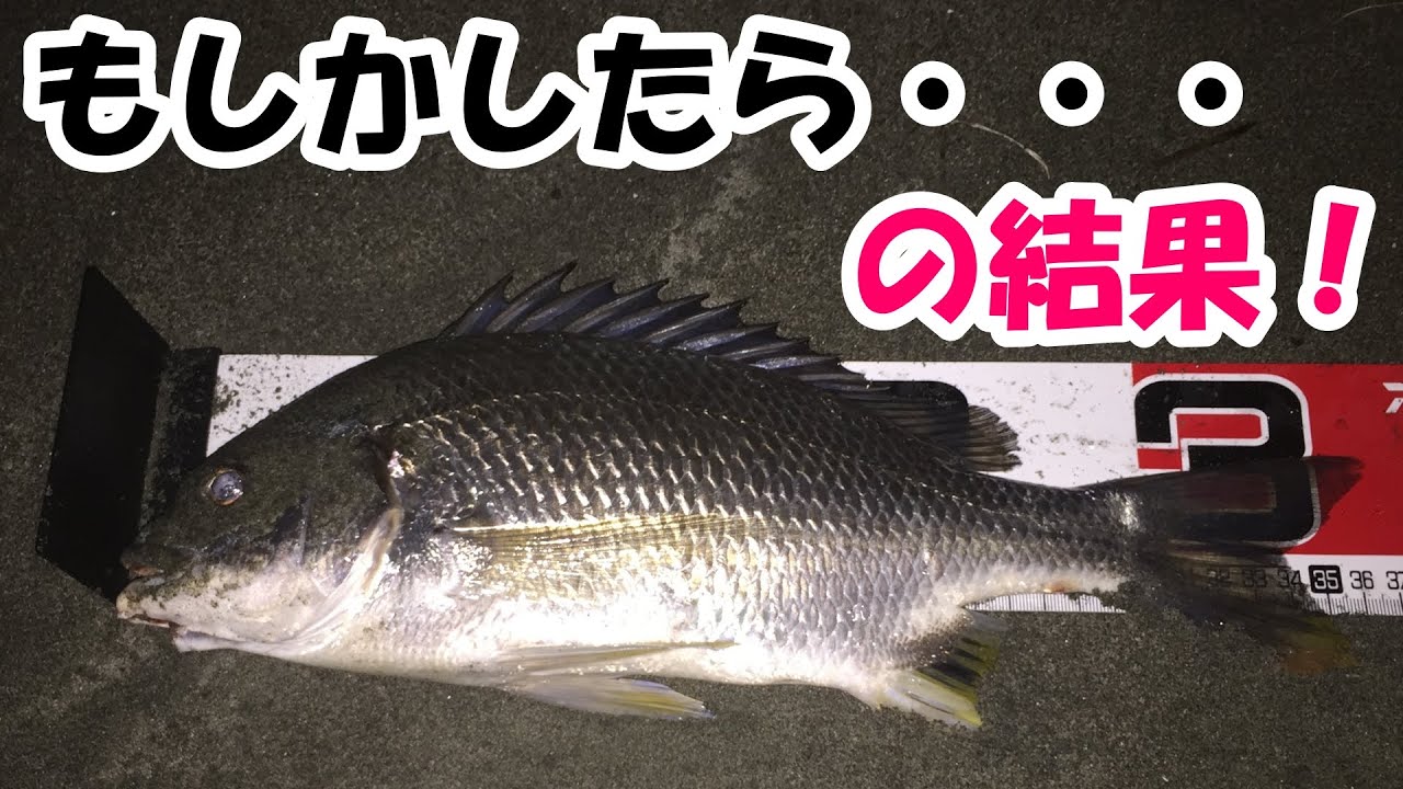 フラット狙いで帰る前にキャスト場所を変えたら一発でキビレ フラットフィッシュ フラットフィッシュルアー キビレ チニング キビレ釣り Duo アクシオン フリッパー ライトショアジギング Youtube フラット狙いで帰る前にキャスト場所を変えたら一発でキビレ フラットフィッシュ フラットフィッシュルアー キビレ チニング キビレ釣り Duo アクシオン フリッパー ライトショアジギング Youtube