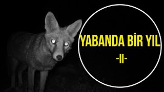 YABANDA BİR YIL-II