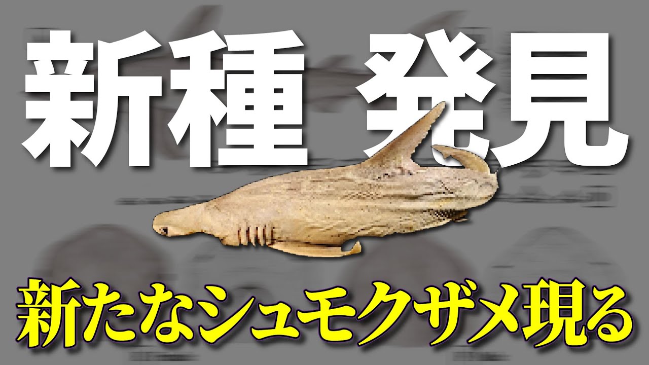 New Hammerhead Shark Species Discovered! Explaining the