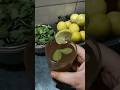 herbal tea|tea|weight loss drink|weight loss|herbal|detox tea|drink#trending#viral#youtubeshorts#how