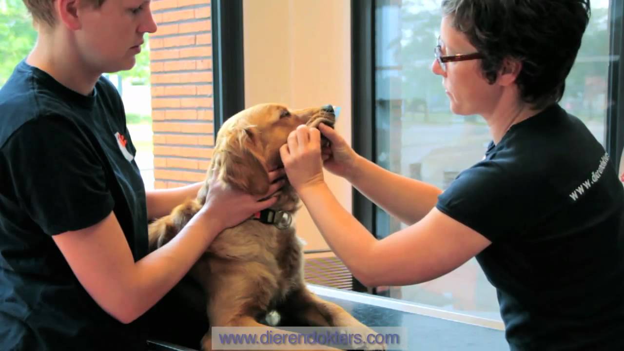 Tanden poetsen bij de hond? Zo doe je dat!