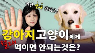 수의사가 말하는 강아지(고양이)에게 절대 먹이면 안되는 음식 TOP 5