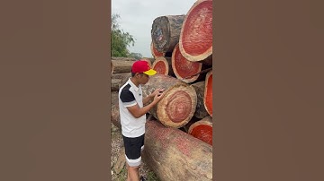 Vì sao dòng gỗ hương đỏ lại có giá cao ?| Đồ Gỗ Thế Hoàn