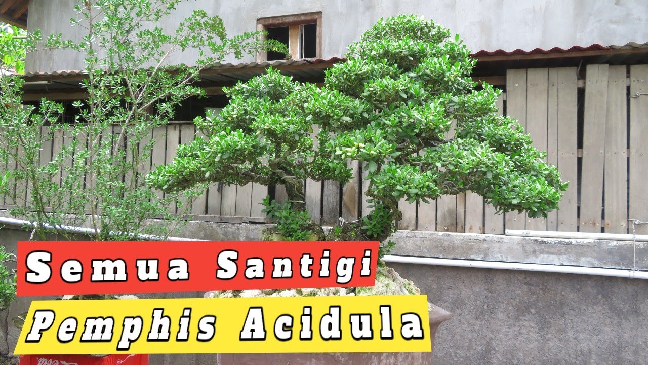 Bonsai Santigi Dan Bahan Bonsai Santigi (Pemphis Acidula) YouTube