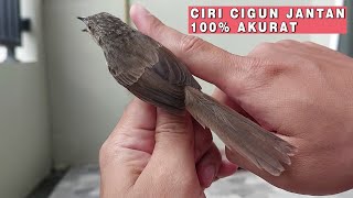 CARA MEMBEDAKAN BURUNG CIGUN JANTAN