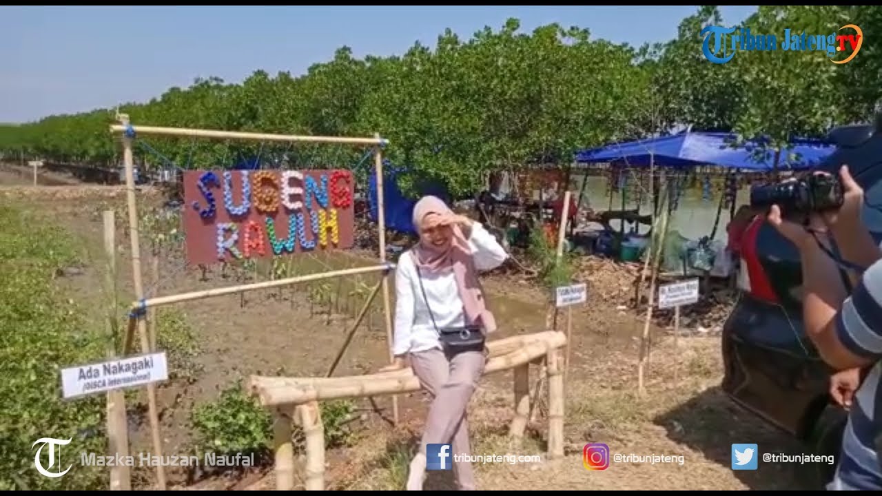 Wisata Pantai Mina Mangrove Di Pati