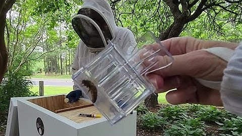 Marking the Queen & Moving Swarm into the White Hive