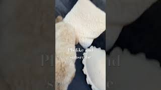 Bop the dog #puppy #adorably #maltipoo #maltipoo #funny #cute #cuteanimal #cutepuppy #geenchina #sub