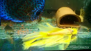 Feeding bristlenose pleco, corydoras and discus