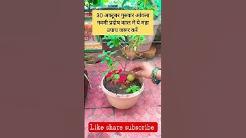 30 अक्टूबर गुरुवार आंवला नवमी प्रदोष काल में ये महा उपाय जरूर करें#song #pradeepmishrajidhankeupay